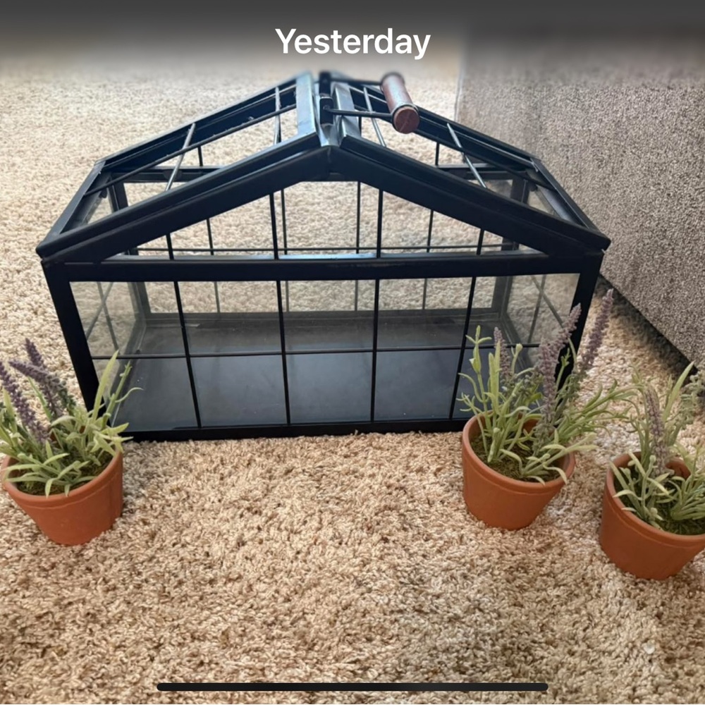 Hearth & Hand Black Glass Greenhouse Terrarium with Wood Handle